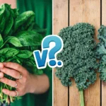 Spinach vs Kale