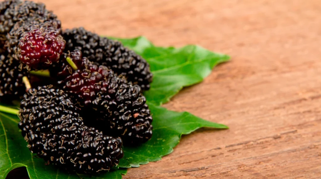 Black-Mulberries-(Morus nigra)
