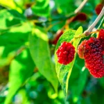 Mulberry-Fruit-Nutrition-Health-Benefits-and-the-Best-Ways-to-Eat-it
