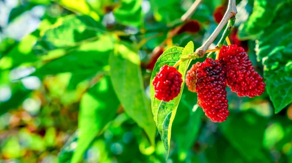 Mulberry-Fruit-Nutrition-Health-Benefits-and-the-Best-Ways-to-Eat-it