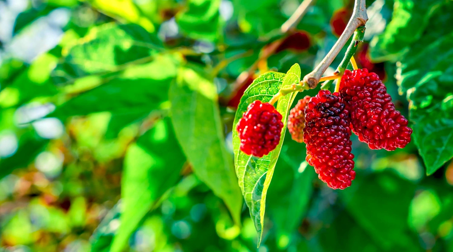 Mulberry-Fruit-Nutrition-Health-Benefits-and-the-Best-Ways-to-Eat-it