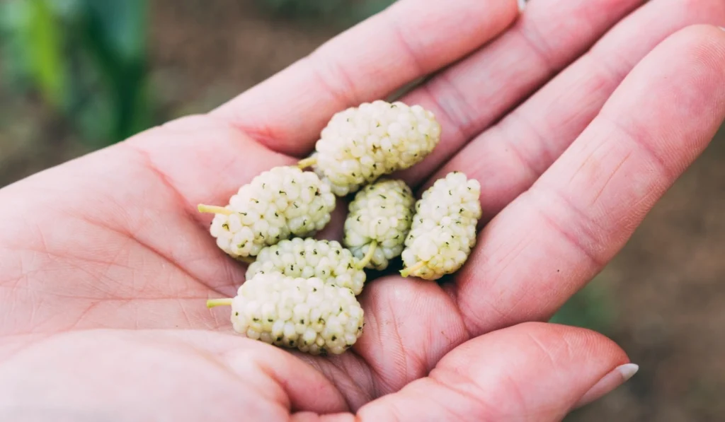 White-Mulberries-(Morus alba)
