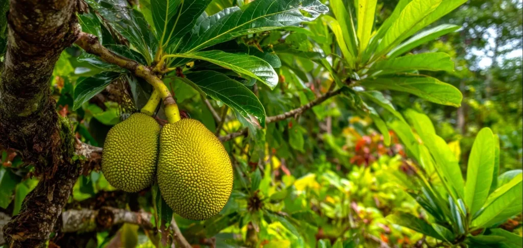 What is jackfruit?
